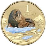 2013 $1 Australian Coloured Polar Animal Series Uncirculated Coin - Walrus