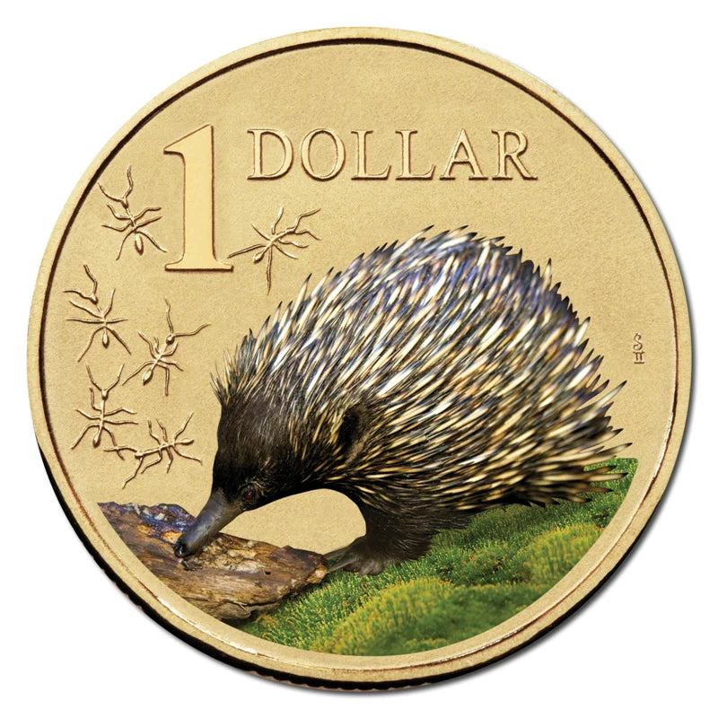 2008 $1 Australian Coloured Land Series Uncirculated Coin - Echidna